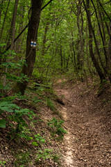 Fototapeta na wymiar Tourist hiking path in oaktree forest in Bakony hegyseg, Hungary, Europe