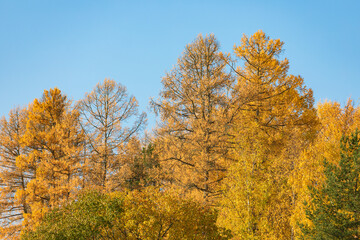 Fototapeta na wymiar Larch trees in yellow autumn colors