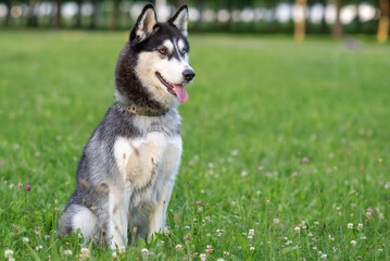 Portrait of a husky with multi-colored eyes in the park.