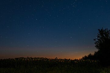 Fototapeta na wymiar field with sunflowers and trees just after sunset under a starry sky