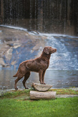 Portrait of a Chesapeake Bay Retriever in front of a waterfall