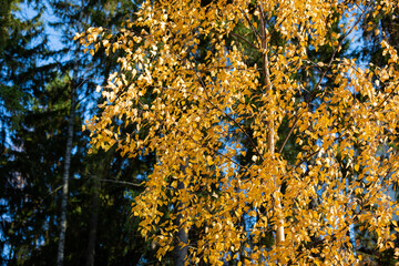 Birch tree and foliage in autumn colors