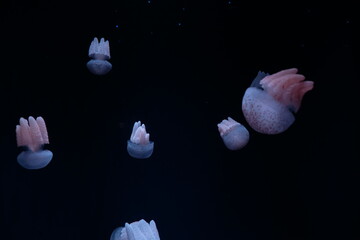 Jellyfish in the sea.