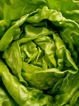 Fresh Lettuce