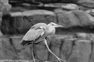 great heron