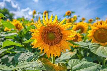 yellow sunflower  among other Helianthus flowers under blue summer sky