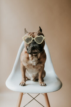 French Bulldog Puppy Dog Wearing Heart Sunglasses for Valentine's Day