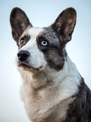 Handsome Gray Corgi Dog Shows Standard Stance And Portrait B Pet Training