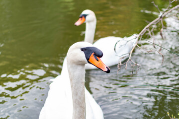 Close up shot of swan while simming on a pond