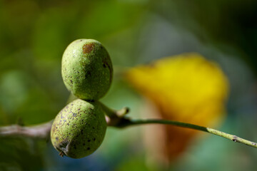 Walnuts on branches closeup