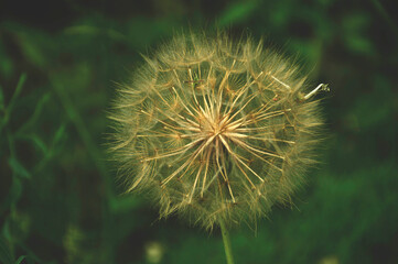 close up of dandelion