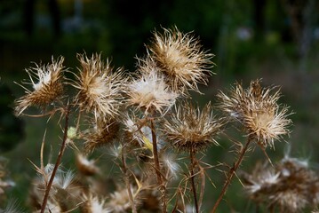 dry thistle plant with seeds at autumn close up