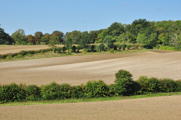 Fototapeta na wymiar Agricultural Countryside in Cambridgeshire