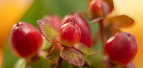 Red berry hypericum with green leaves in bouquet