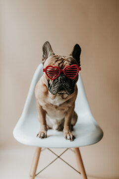 French Bulldog Puppy Dog Wearing Heart Sunglasses for Valentine's Day