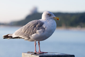single seagull on a pole