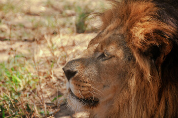 A lion lying an waiting patiently in the shade for a catch in the Kruger National Park