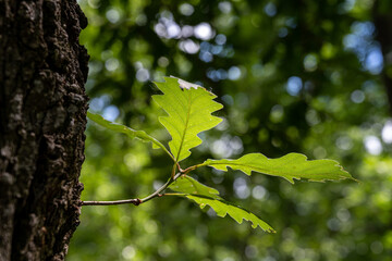 Oak tree leaves in Bakony hegyseg forest in Hungary, Central Europe