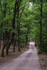 Fototapeta na wymiar Tourist hiking path in oaktree forest in Bakony hegyseg, Hungary, Europe