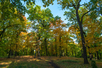 Naklejka premium Colorful autumn in the morning forest 2