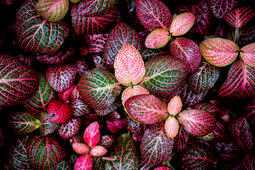 Bright coloured red and green leaves that appears to glow