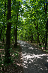 Tourist hiking path in oaktree forest in Bakony hegyseg, Hungary, Europe