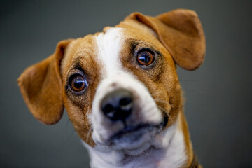 Jack Russel Terrier puppy dog close up
