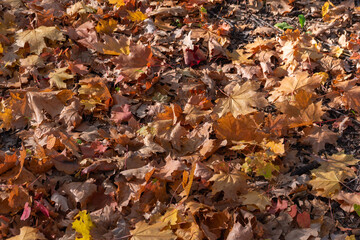 Fallen bright yellow maple leaves