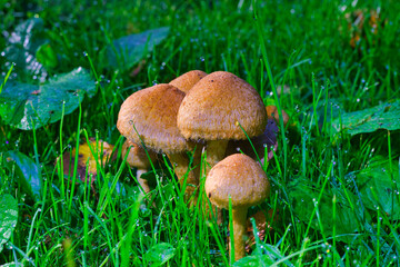 mushroom in the grass