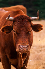 Vacas