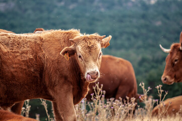 Vacas