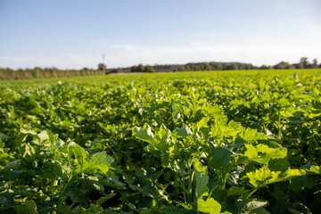 Fototapeta na wymiar a field of kale in late summer