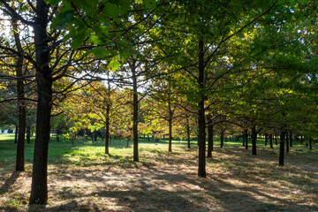 Trees in a park