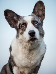 Handsome Gray Corgi Dog Shows Standard Stance And Portrait B Pet Training