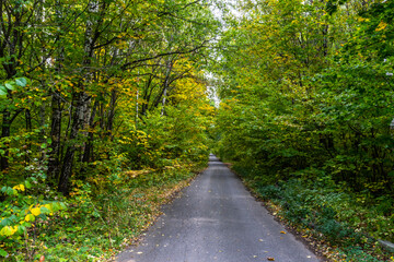 beautiful autumn forest in September, can be used for backgrounds, cards, wallpapers on PC and Smartphone