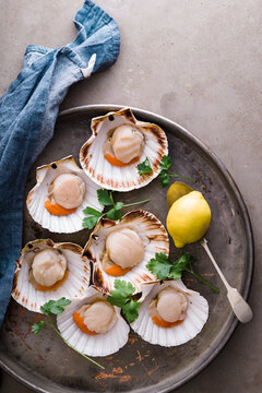 Fresh,raw scallops in shell on metal tray,ready to be prepared for cooking.
