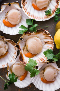 Fresh,raw scallops in shell on metal tray,ready to be prepared for cooking.