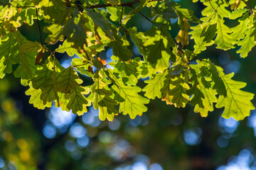Green oak leaves on a dark background