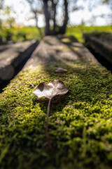 moss on a wooden board
