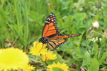 butterfly on a flower