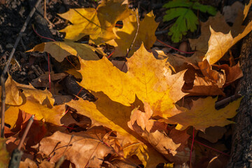 Yellow maple leaves on the ground
