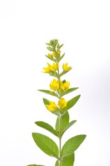 Lysimachus on a white background