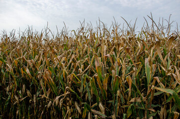 campo di granoturco