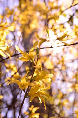 yellow leaves