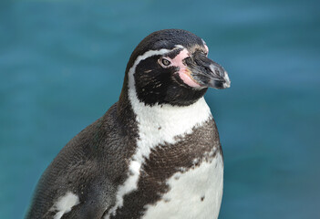 close up of a penguin