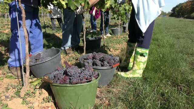 Weinlese: Handlese von Sp&auml;tburgunder Weintrauben