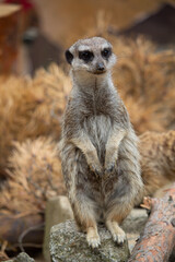 portrait of a meerkat. copy space