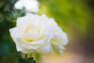 beautiful white rose
