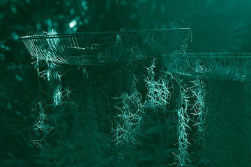 Monochrome of Spanish moss with natural background.
