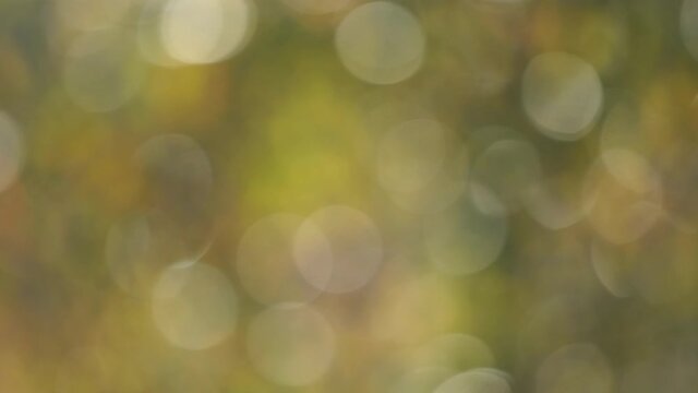 Abstract beautiful 4k blurry video background with round sunny bokeh of defocused autumn trees and green and yellow foliage.